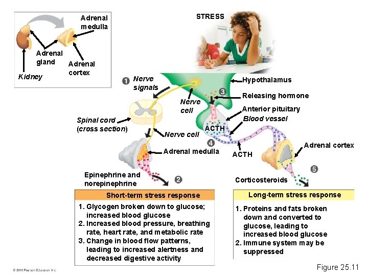 STRESS Adrenal medulla Adrenal gland Adrenal cortex Kidney Nerve signals Hypothalamus Releasing hormone Nerve