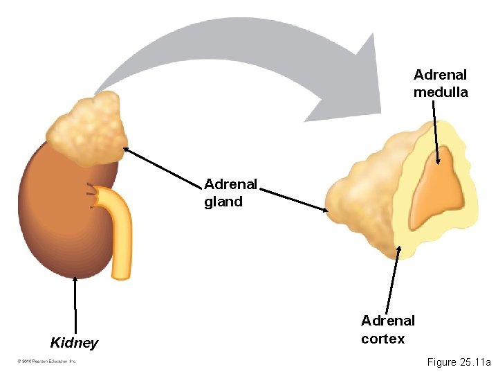 Adrenal medulla Adrenal gland Kidney Adrenal cortex Figure 25. 11 a 