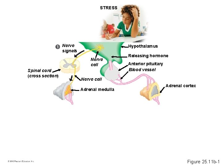 STRESS Nerve signals Hypothalamus Nerve cell Spinal cord (cross section) Releasing hormone Anterior pituitary