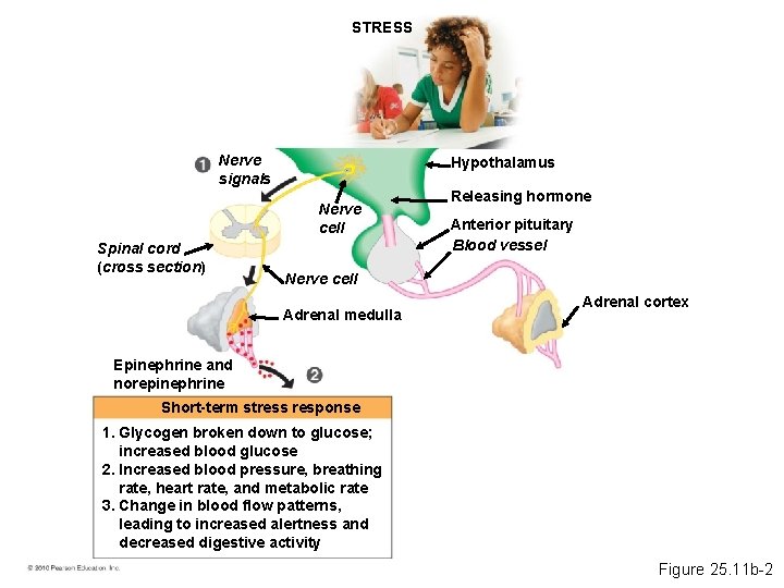 STRESS Nerve signals Hypothalamus Nerve cell Spinal cord (cross section) Releasing hormone Anterior pituitary