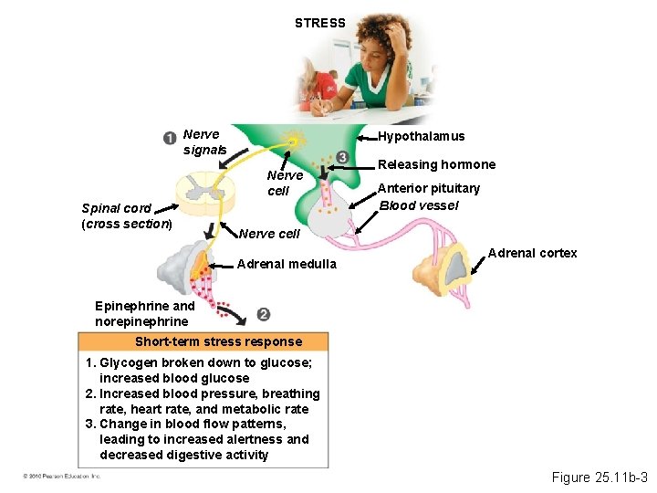 STRESS Nerve signals Hypothalamus Nerve cell Spinal cord (cross section) Releasing hormone Anterior pituitary