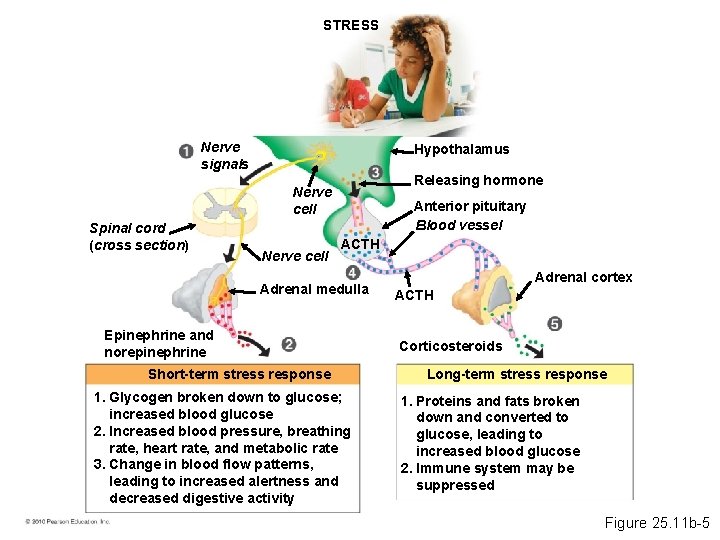 STRESS Nerve signals Hypothalamus Releasing hormone Nerve cell Spinal cord (cross section) Nerve cell