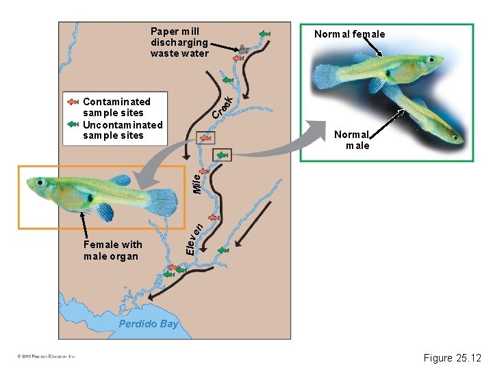 Paper mill discharging waste water C re ek Contaminated sample sites Uncontaminated sample sites