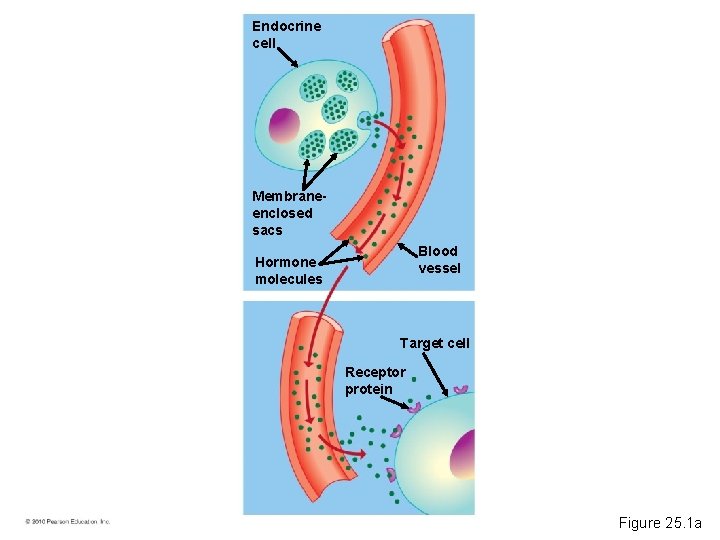 Endocrine cell Membraneenclosed sacs Blood vessel Hormone molecules Target cell Receptor protein Figure 25.