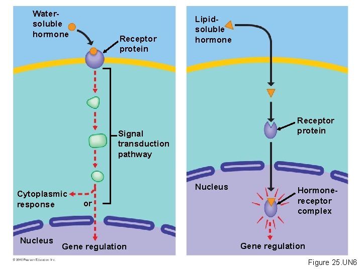 Watersoluble hormone Receptor protein Lipidsoluble hormone Receptor protein Signal transduction pathway Cytoplasmic response Nucleus