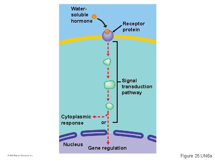 Watersoluble hormone Receptor protein Signal transduction pathway Cytoplasmic response Nucleus or Gene regulation Figure