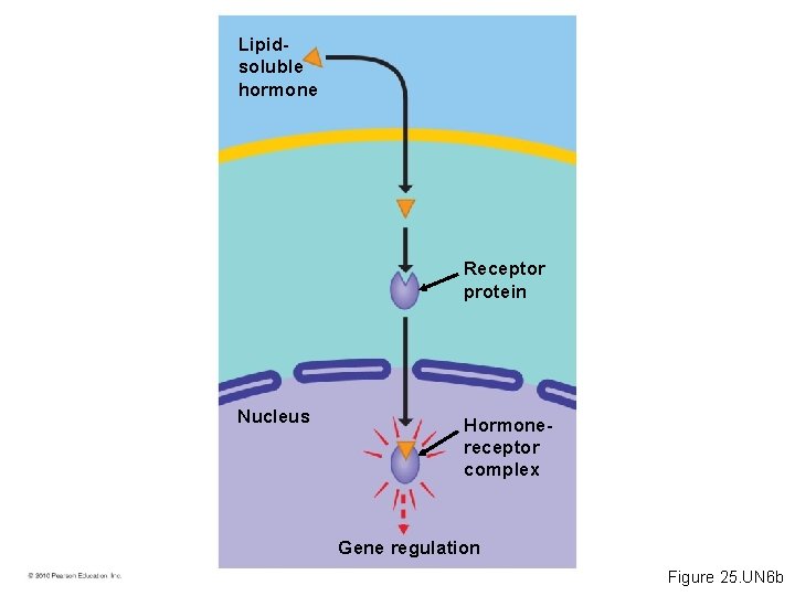 Lipidsoluble hormone Receptor protein Nucleus Hormonereceptor complex Gene regulation Figure 25. UN 6 b