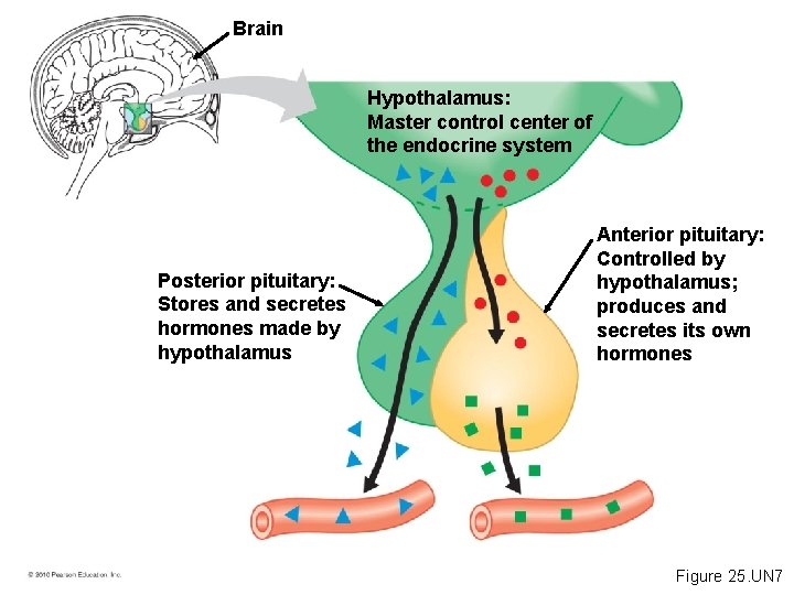 Brain Hypothalamus: Master control center of the endocrine system Posterior pituitary: Stores and secretes