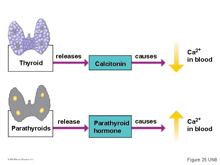 Thyroid Parathyroids causes Ca 2+ in blood Parathyroid causes hormone Ca 2+ in blood