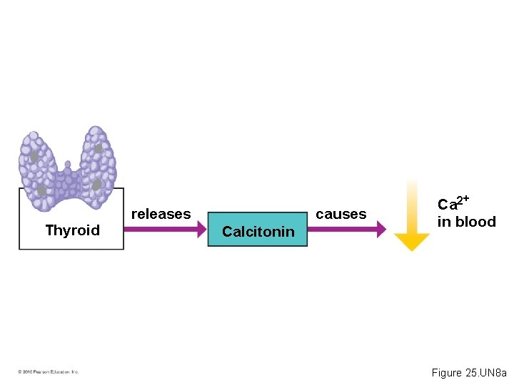 Thyroid causes releases Calcitonin Ca 2+ in blood Figure 25. UN 8 a 