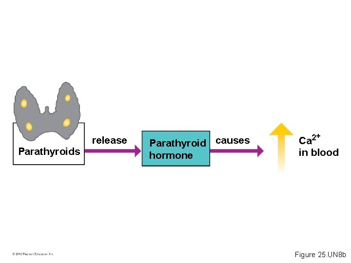 Parathyroids release Parathyroid causes hormone Ca 2+ in blood Figure 25. UN 8 b