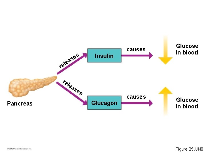 s e s a causes Insulin Glucose in blood le e r re lea