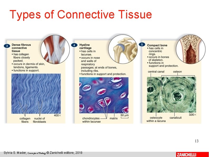 Types of Connective Tissue 13 Sylvia S. Mader, Concepts of Biology © Zanichelli editore,