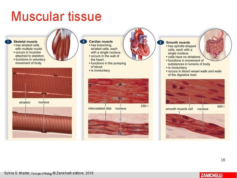 Muscular tissue 16 Sylvia S. Mader, Concepts of Biology © Zanichelli editore, 2018 