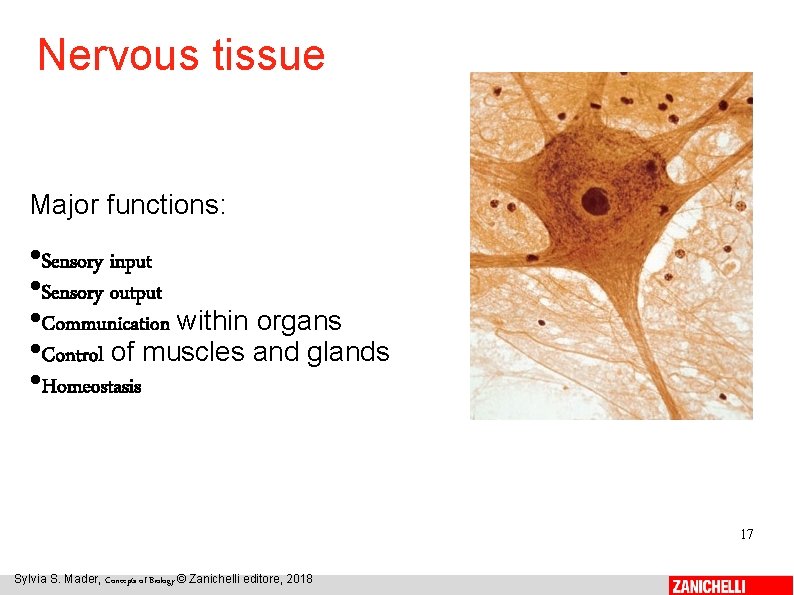 Nervous tissue Major functions: • Sensory input • Sensory output • Communication within organs