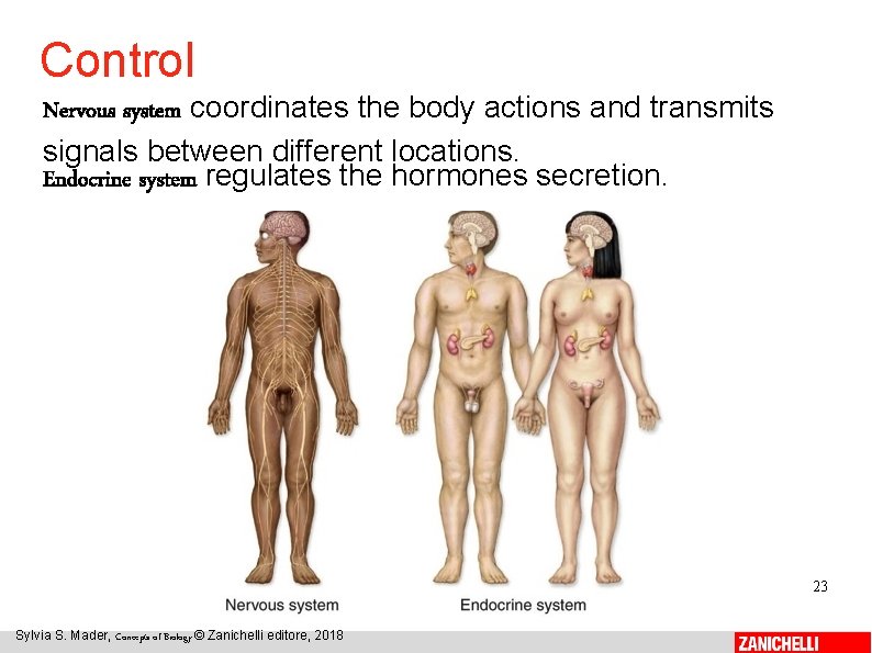 Control Nervous system coordinates the body actions and transmits signals between different locations. Endocrine