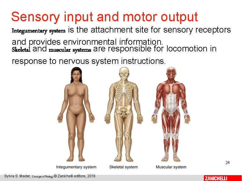 Sensory input and motor output Integumentary system is the attachment site for sensory receptors