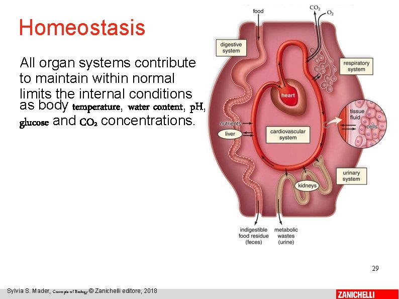 Homeostasis All organ systems contribute to maintain within normal limits the internal conditions as