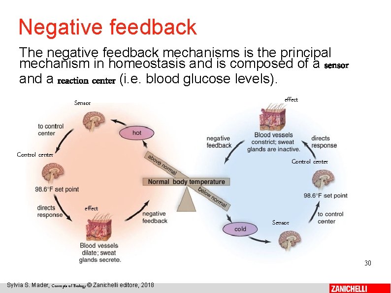 Negative feedback The negative feedback mechanisms is the principal mechanism in homeostasis and is
