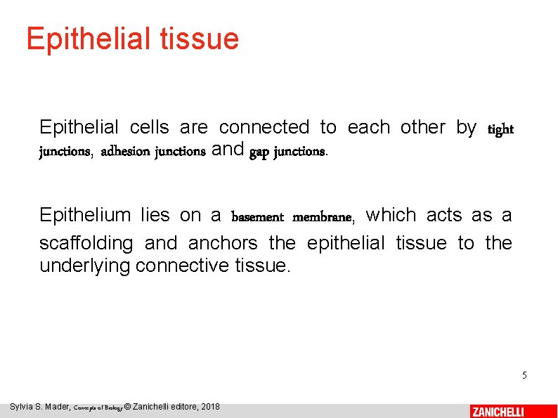 Epithelial tissue Epithelial cells are connected to each other by tight junctions, adhesion junctions