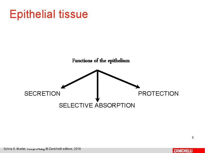Epithelial tissue Functions of the epithelium SECRETION PROTECTION SELECTIVE ABSORPTION 6 Sylvia S. Mader,