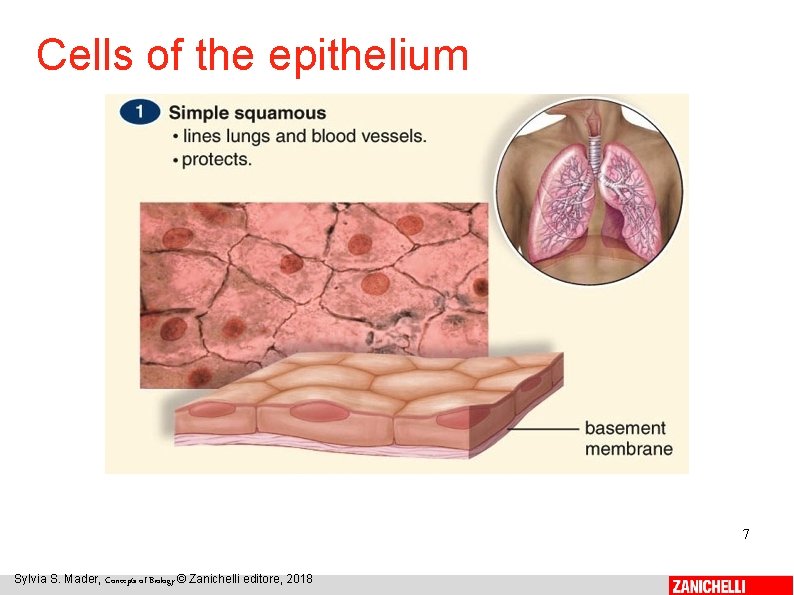 Cells of the epithelium 7 Sylvia S. Mader, Concepts of Biology © Zanichelli editore,