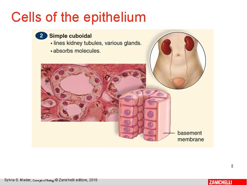 Cells of the epithelium 8 Sylvia S. Mader, Concepts of Biology © Zanichelli editore,