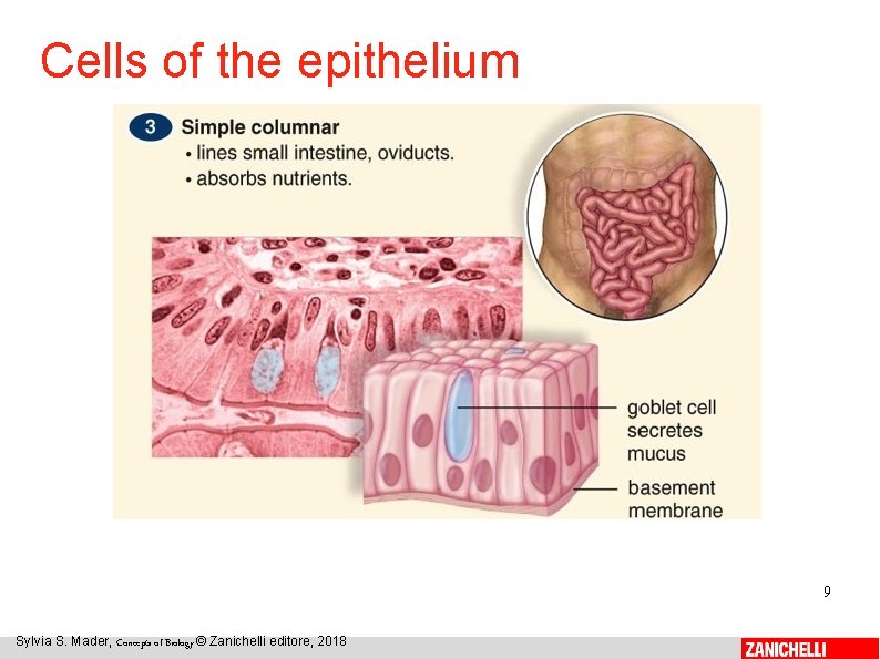 Cells of the epithelium 9 Sylvia S. Mader, Concepts of Biology © Zanichelli editore,