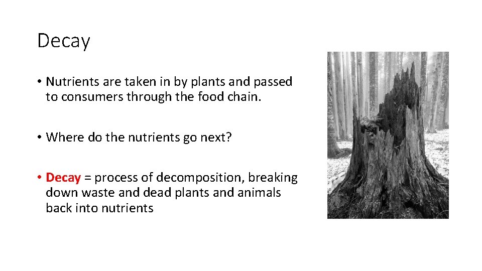 Decay • Nutrients are taken in by plants and passed to consumers through the