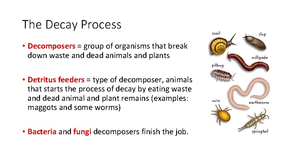 Review Food s L 2 Decay and Recycling
