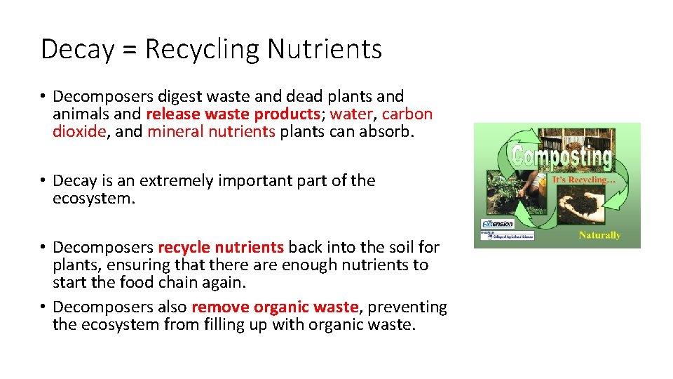 Decay = Recycling Nutrients • Decomposers digest waste and dead plants and animals and