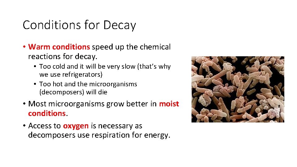 Conditions for Decay • Warm conditions speed up the chemical reactions for decay. •