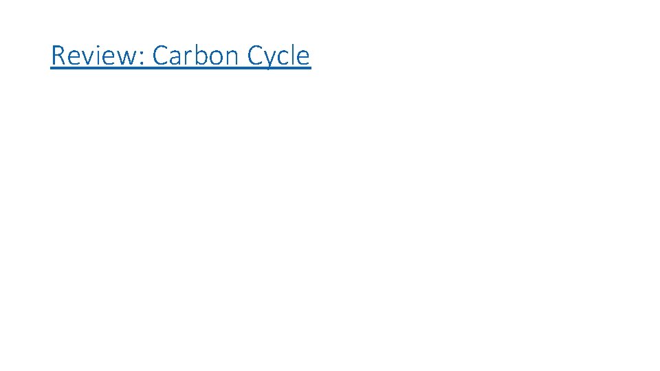 Review: Carbon Cycle 