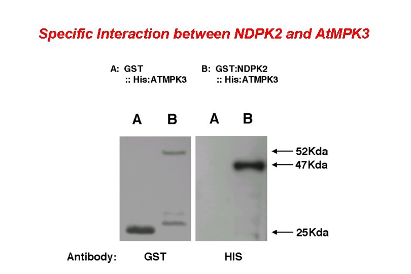Specific Interaction between NDPK 2 and At. MPK 3 