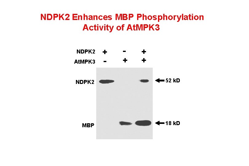 NDPK 2 Enhances MBP Phosphorylation Activity of At. MPK 3 NDPK 2 At. MPK