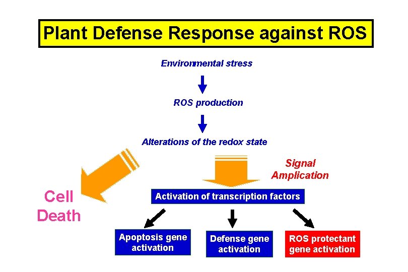 Plant Defense Response against ROS Environmental stress ROS production Alterations of the redox state