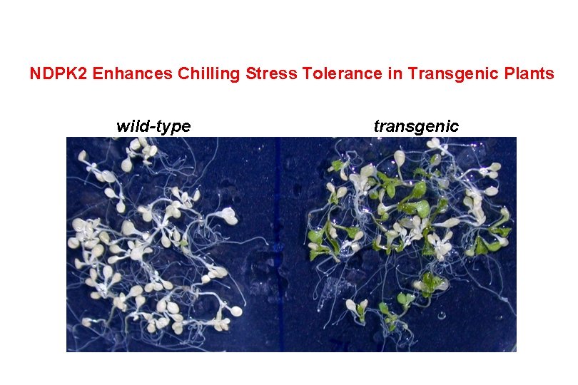 NDPK 2 Enhances Chilling Stress Tolerance in Transgenic Plants wild-type transgenic 