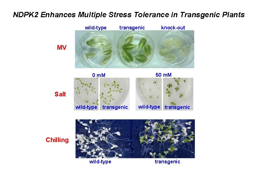 NDPK 2 Enhances Multiple Stress Tolerance in Transgenic Plants wild-type transgenic knock-out MV 0