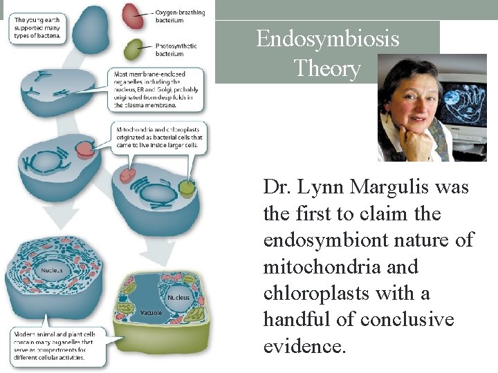 Endosymbiosis Theory • Dr. Lynn Margulis was the first to claim the endosymbiont nature