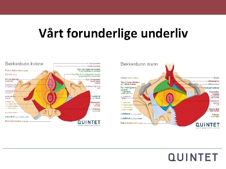 Vårt forunderlige underliv 