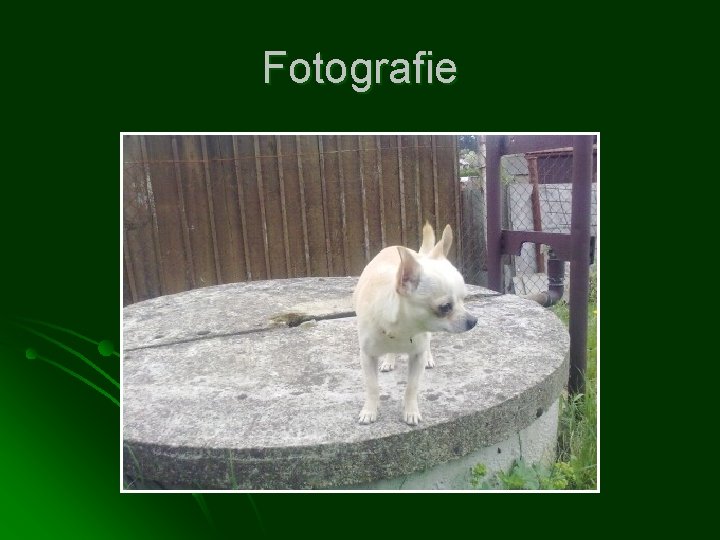 Fotografie 