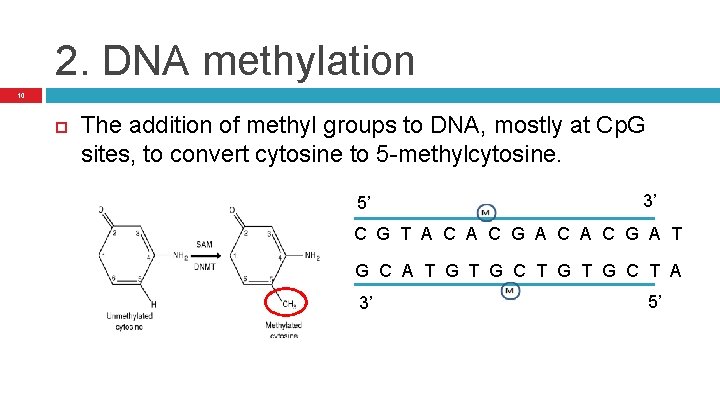 2. DNA methylation 10 The addition of methyl groups to DNA, mostly at Cp.