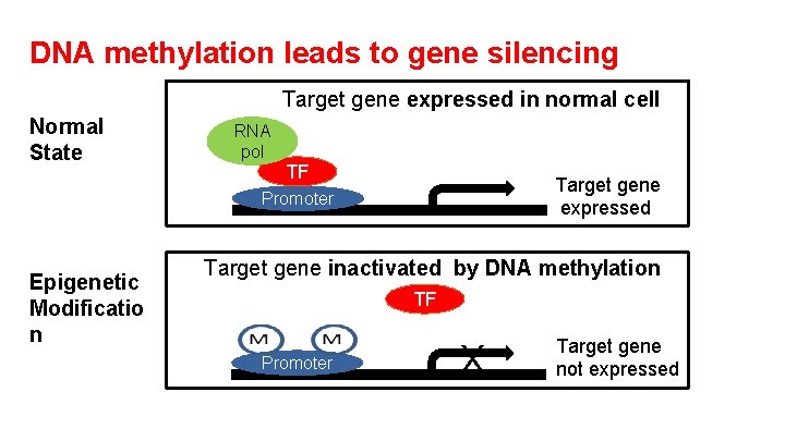 DNA methylation leads to gene silencing Target gene expressed in normal cell Normal State