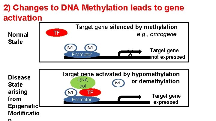 2) Changes to DNA Methylation leads to gene activation Normal State TF Target gene