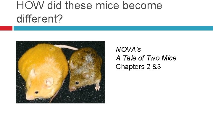 HOW did these mice become different? NOVA’s A Tale of Two Mice Chapters 2