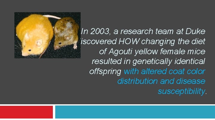 In 2003, a research team at Duke discovered HOW changing the diet of Agouti