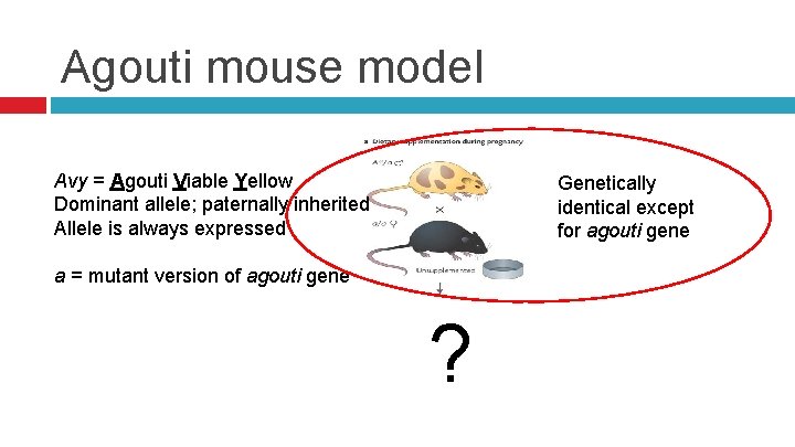 Agouti mouse model Avy = Agouti Viable Yellow Dominant allele; paternally inherited Allele is