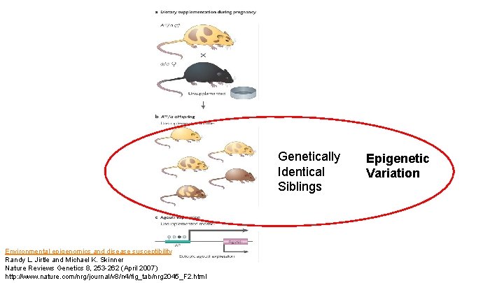 Ge Genetically Identical Siblings Environmental epigenomics and disease susceptibility Randy L. Jirtle and Michael