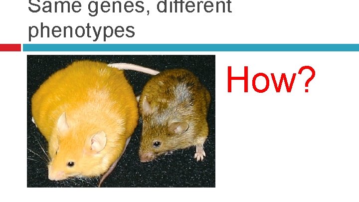 Same genes, different phenotypes How? 