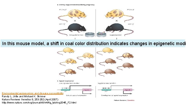 In this mouse model, a shift in coal color distribution indicates changes in epigenetic